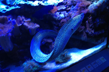 Naturkundemuseum Karlsruhe