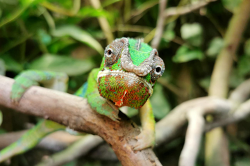 Tiergarten Worms